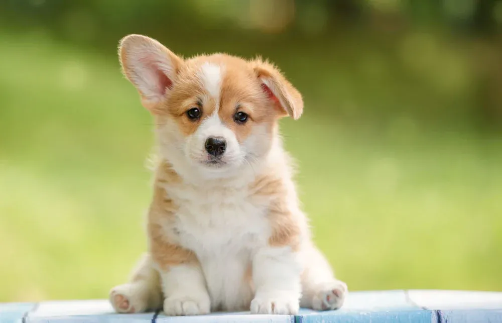 A picture of a cute dog.